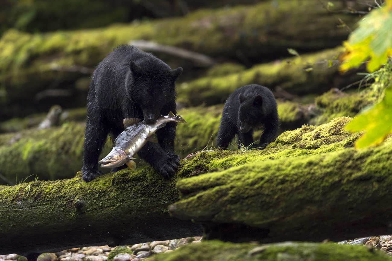 Ewa Przeździecka wildlife photography, Ewa Przeździecka fotografia przyrody