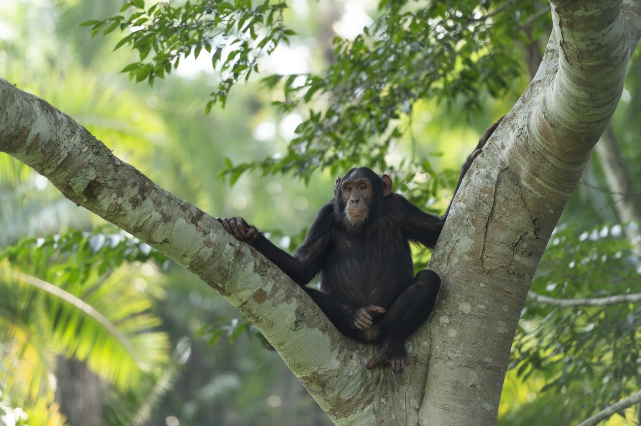 Ewa Przeździecka wildlife photography, Ewa Przeździecka fotografia przyrody