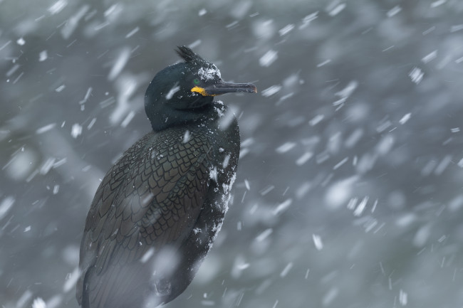 Hornøya - galeria zdjęć Ewa Przeździecka Photography