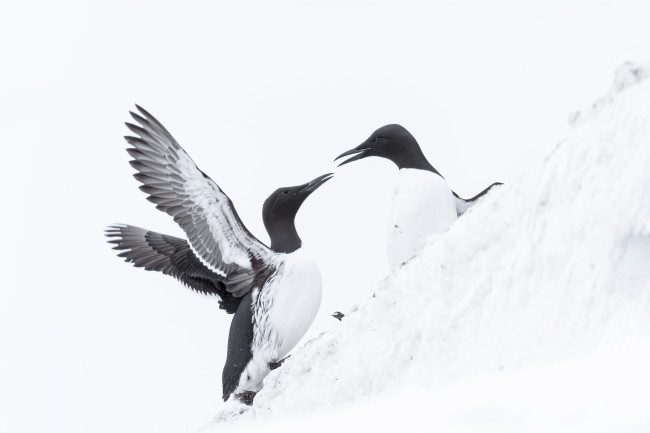 Hornøya - galeria zdjęć Ewa Przeździecka Photography