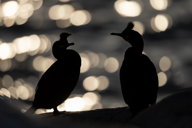 Hornøya - galeria zdjęć Ewa Przeździecka Photography