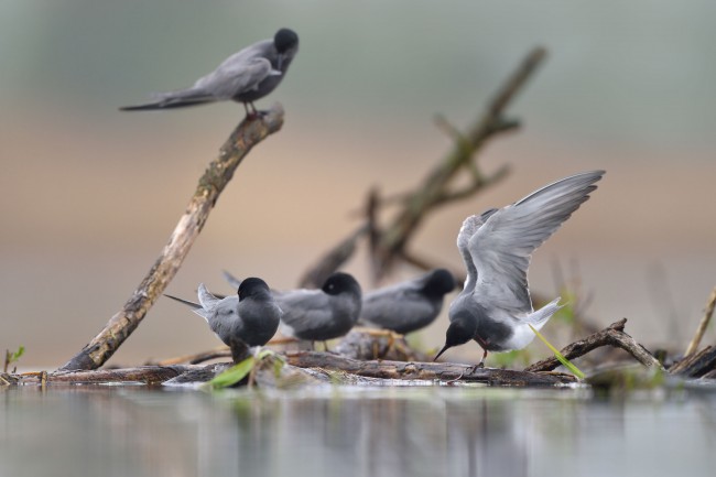 Ewa Przeździecka wildlife photography, Ewa Przeździecka fotografia przyrody