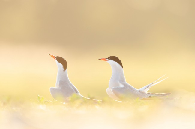 Ewa Przeździecka wildlife photography, Ewa Przeździecka fotografia przyrody