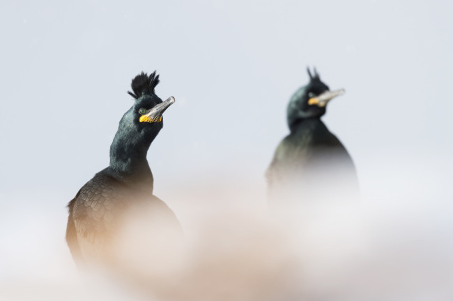 Hornøya - galeria zdjęć Ewa Przeździecka Photography