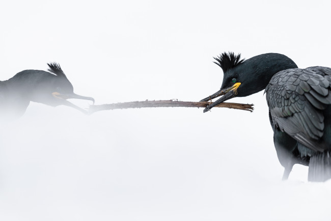 Hornøya - galeria zdjęć Ewa Przeździecka Photography