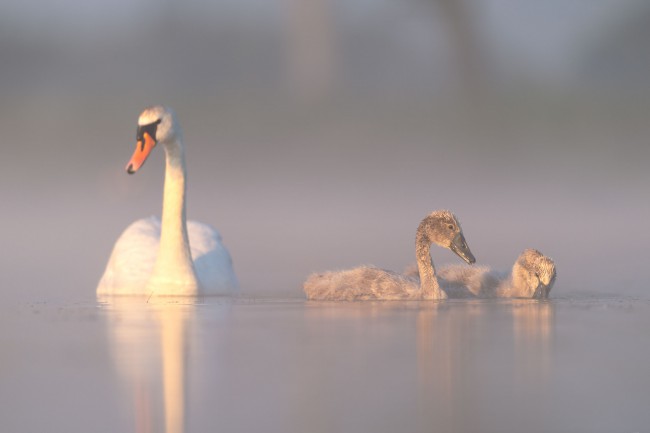 Ewa Przeździecka wildlife photography, Ewa Przeździecka fotografia przyrody