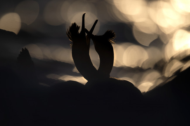 Hornøya - galeria zdjęć Ewa Przeździecka Photography