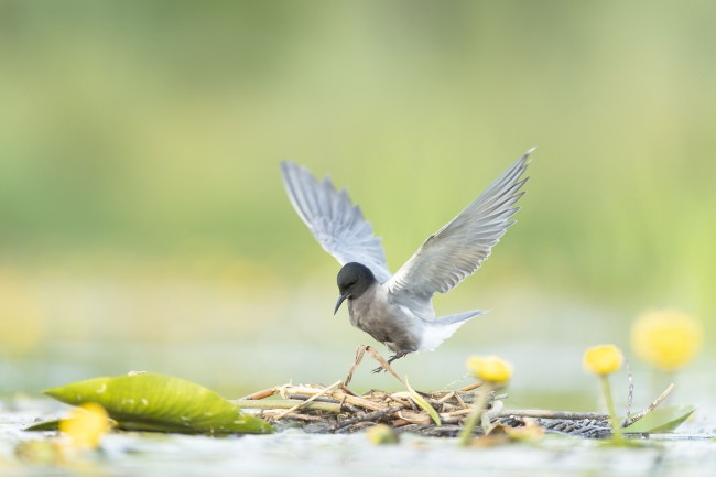 Ewa Przeździecka wildlife photography, Ewa Przeździecka fotografia przyrody