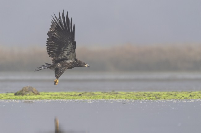 Ewa Przeździecka wildlife photography, Ewa Przeździecka fotografia przyrody