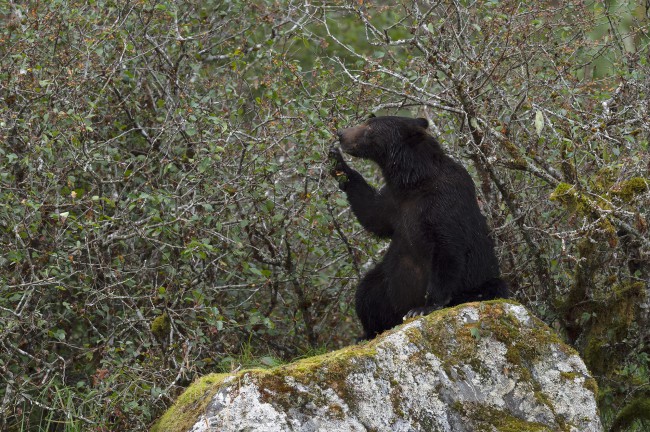 Ewa Przeździecka wildlife photography, Ewa Przeździecka fotografia przyrody