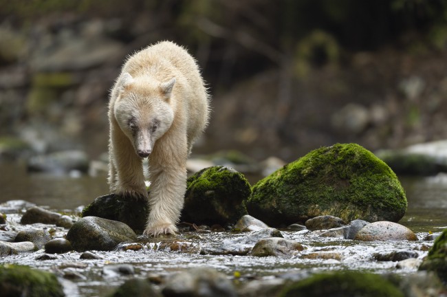 Ewa Przeździecka wildlife photography, Ewa Przeździecka fotografia przyrody