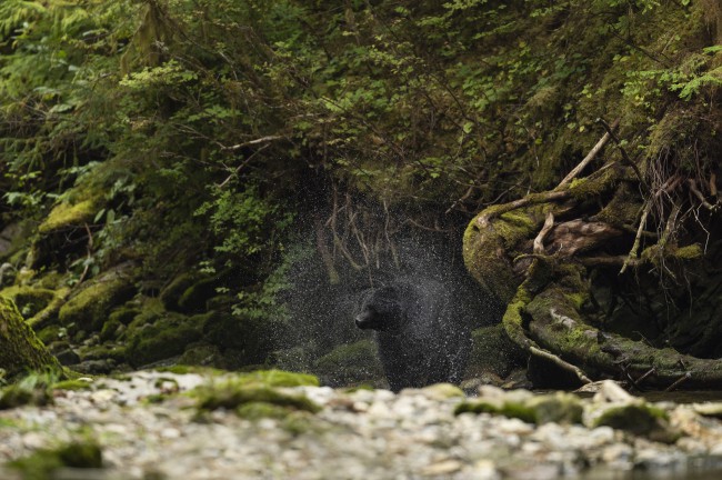 Ewa Przeździecka wildlife photography, Ewa Przeździecka fotografia przyrody