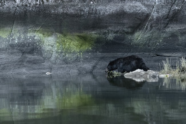 Ewa Przeździecka wildlife photography, Ewa Przeździecka fotografia przyrody