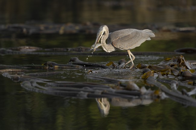 Ewa Przeździecka wildlife photography, Ewa Przeździecka fotografia przyrody
